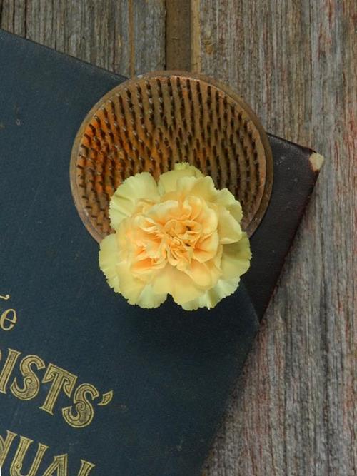 LUDONA  YELLOW-ORANGE MINI CARNATIONS